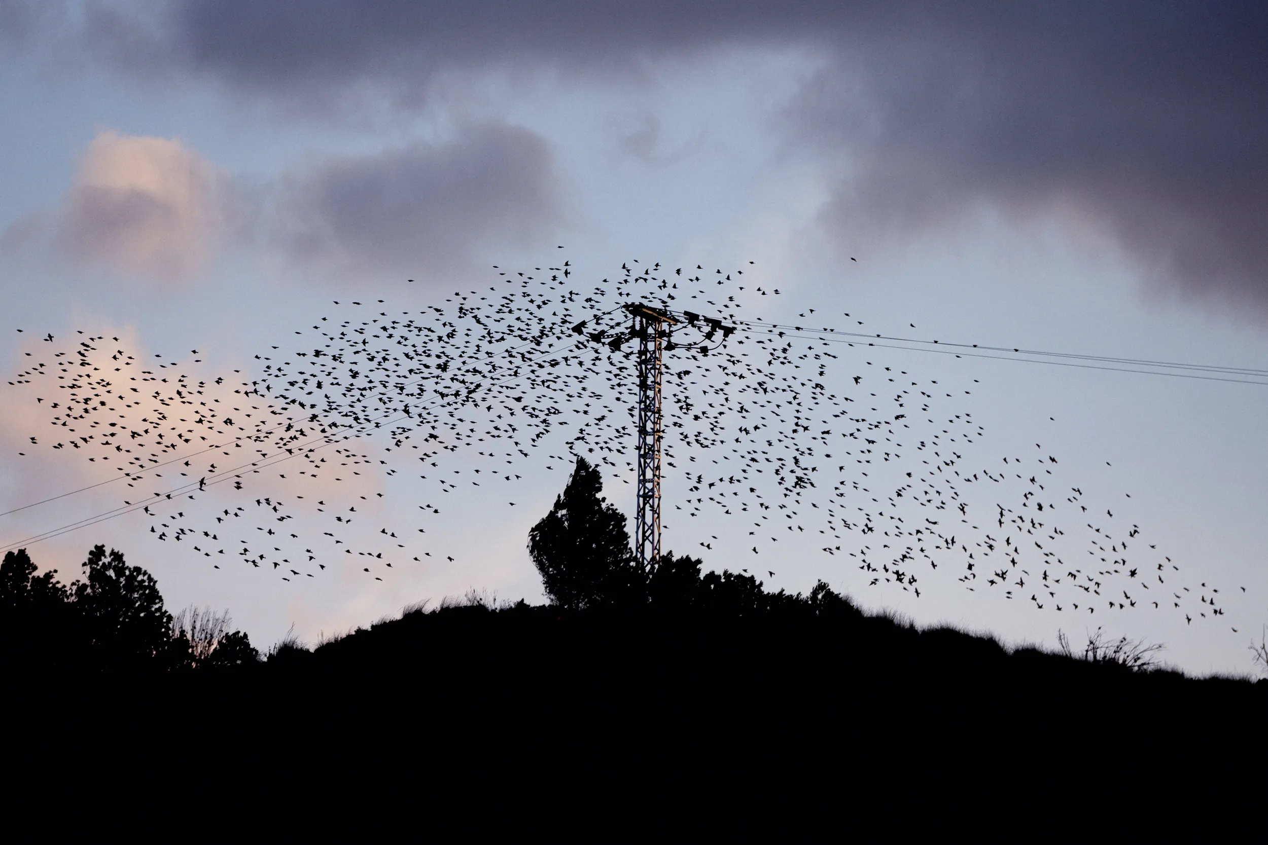 Gran bandada de pájaros volando alrededor de una torre eléctrica en lo alto de una colina al atardecer, del proyecto Terra Nullius de Andreu Esteban.