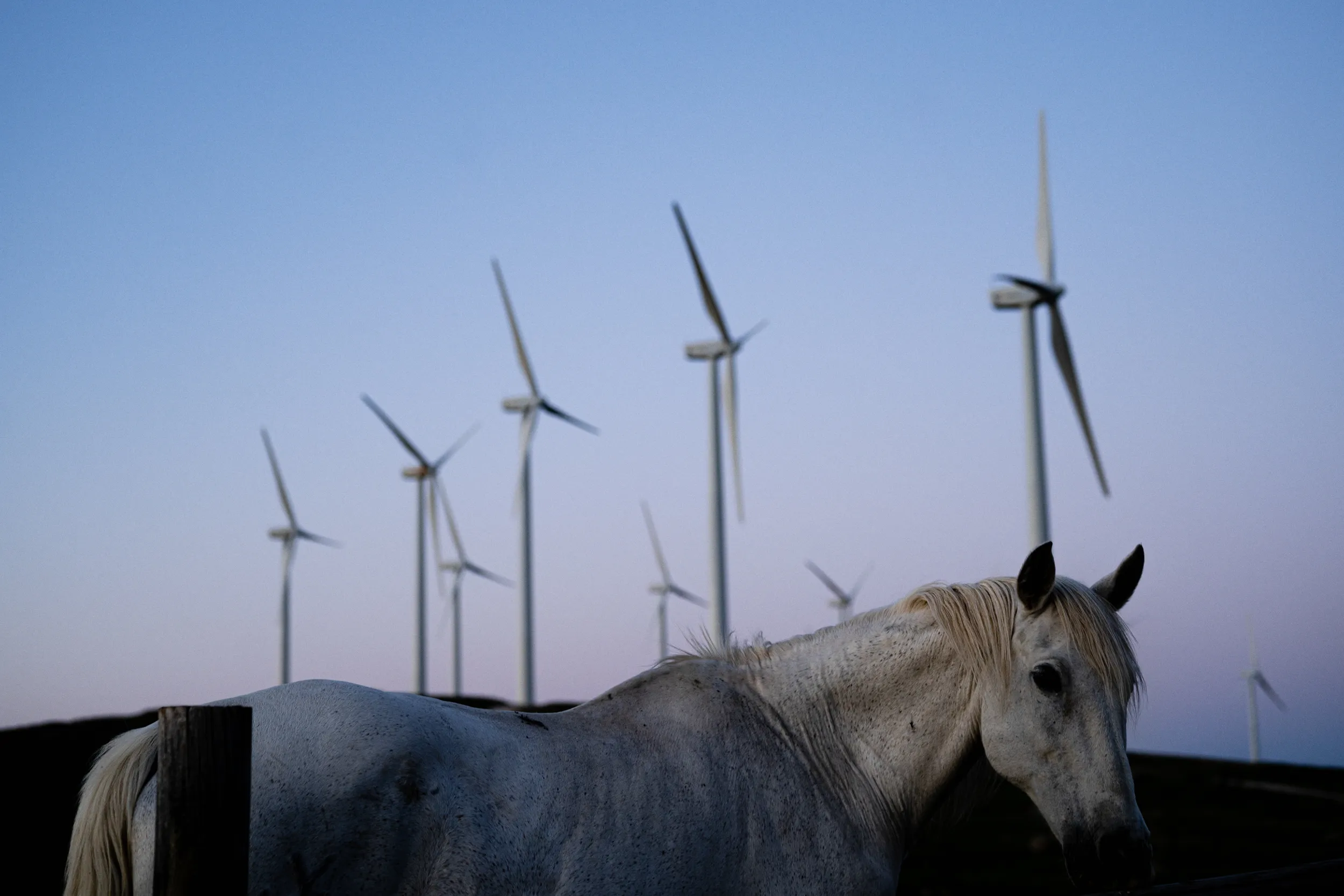 Caballo blanco posando de perfil en primer plano al atardecer, con una hilera de aerogeneradores eólicos recortados en el horizonte, del proyecto Terra Nullius de Andreu Esteban.